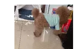 原创小泰迪被宠坏犯错被主人教育还一脸不服用拆家来发泄心中不满