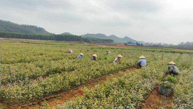 来宾:春耕好时节 油茶种植忙