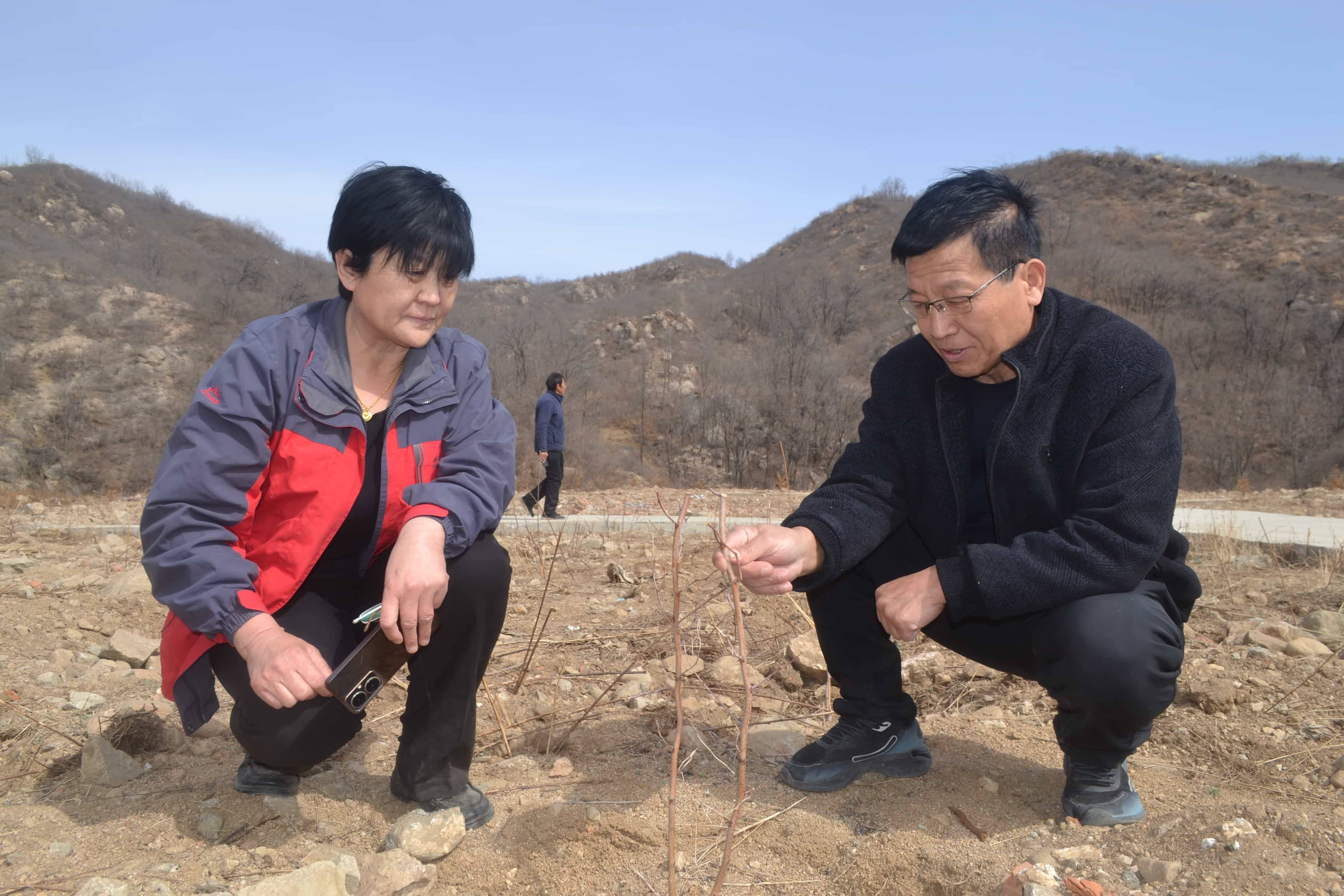 河北保定阜平县菜池村种下小酸枣培育致富果