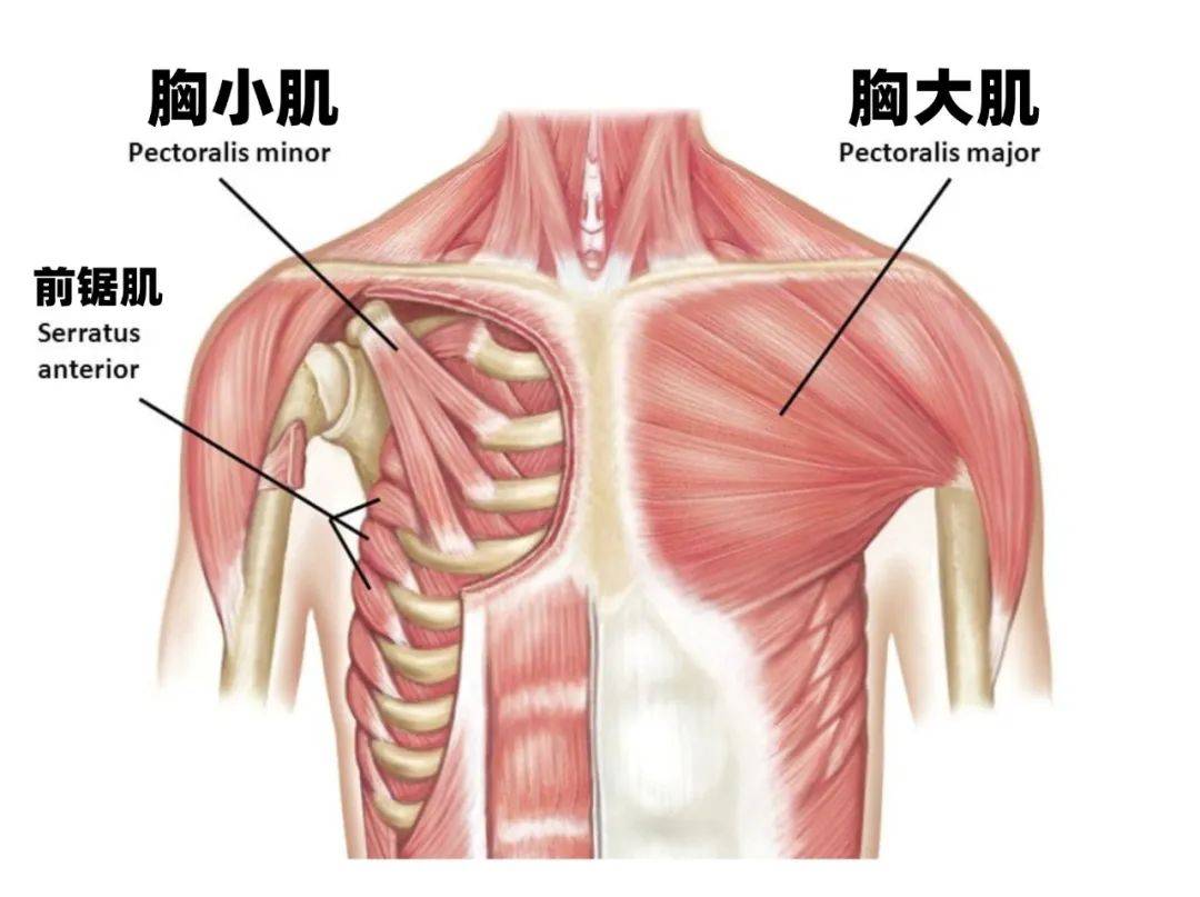 胸大肌解剖图起止点图片