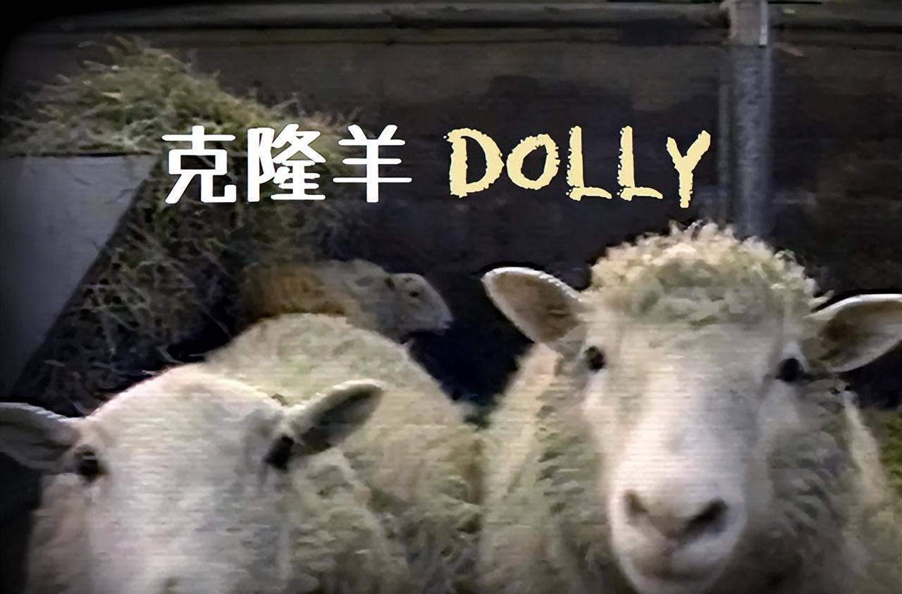 为什么现在很少提克隆了多莉的一生就是答案实在太可怜了