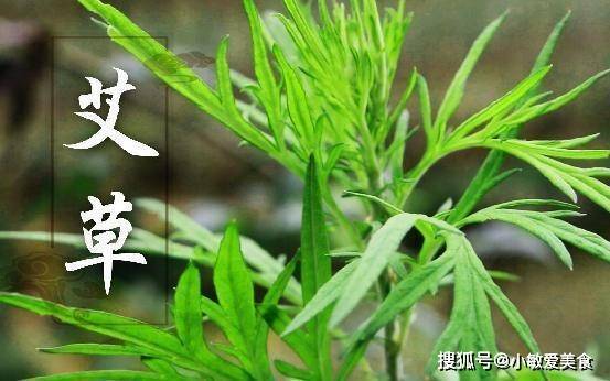 艾草,不仅是一种美味的野菜,更是一种具有丰富营养和药用价值的植物.
