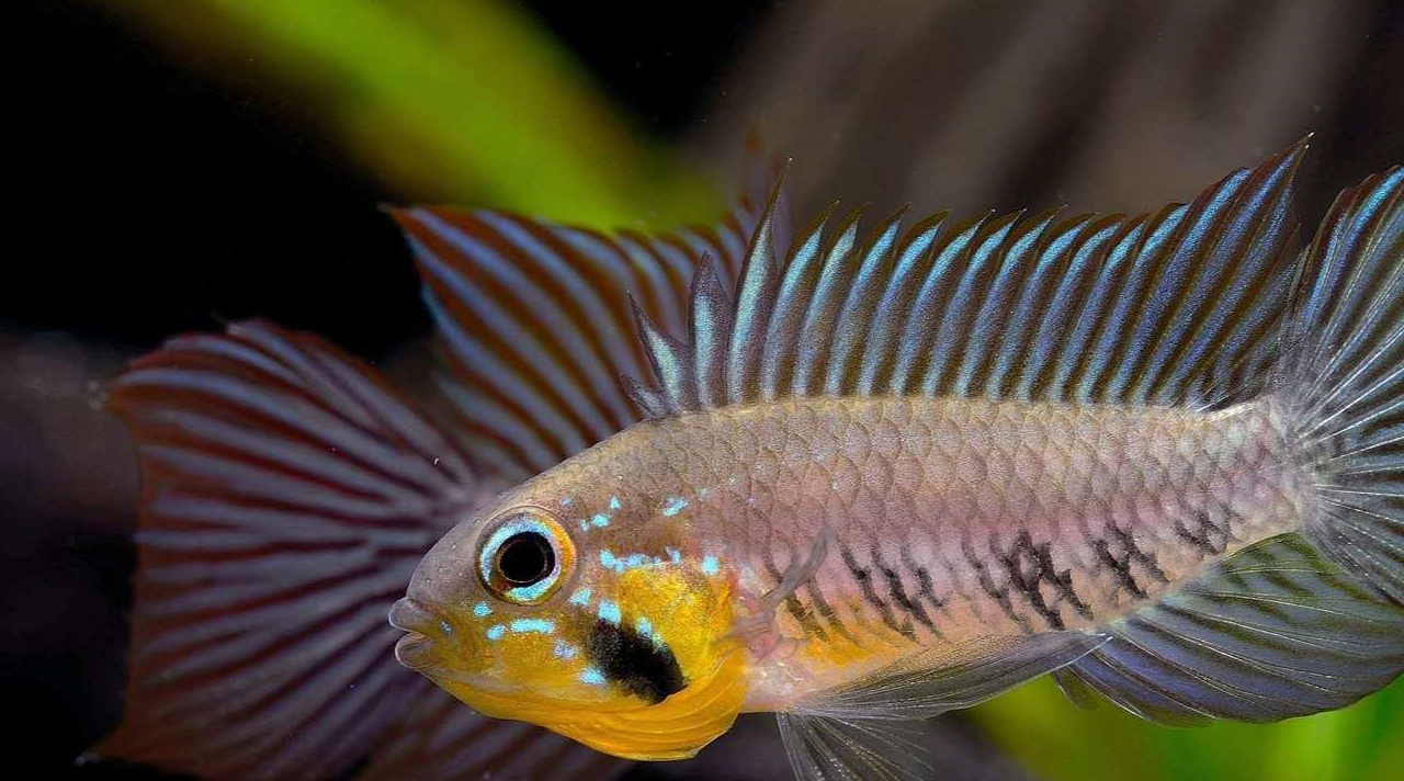 尼格罗河中的美丽精灵——南美短鲷!_尾鳍_珍宝_公鱼