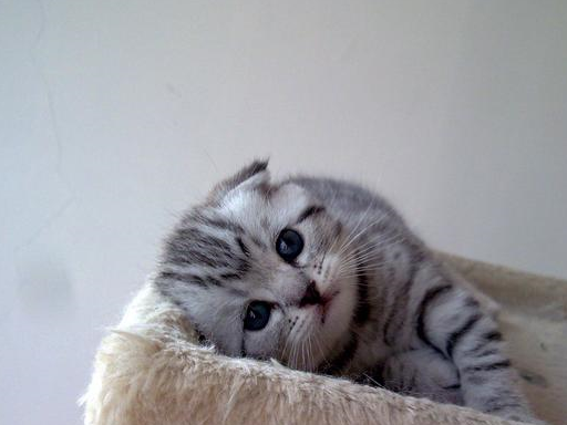 因为他真的很喜欢豆豆,而在养了这一只苏格兰折耳猫之后呢,朋友每天都