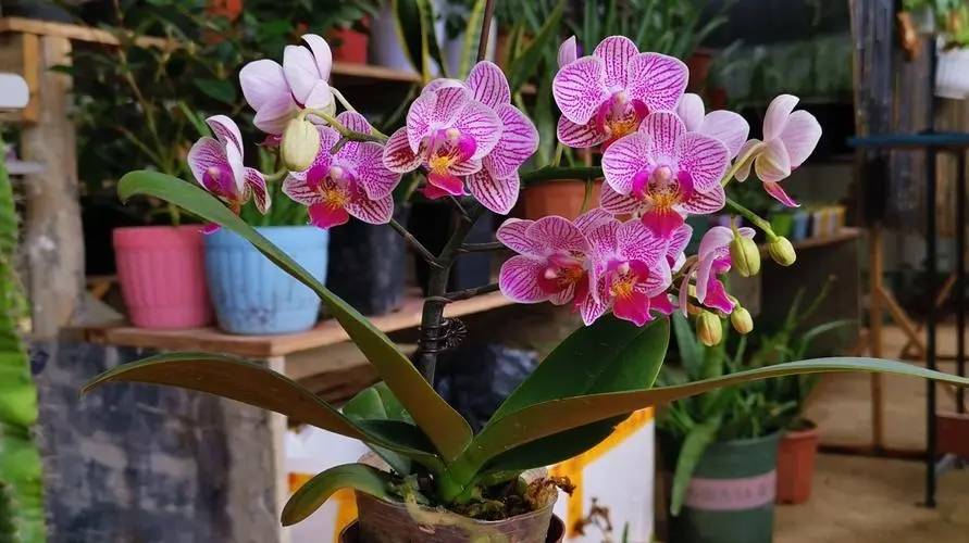 春季草花有哪些品种