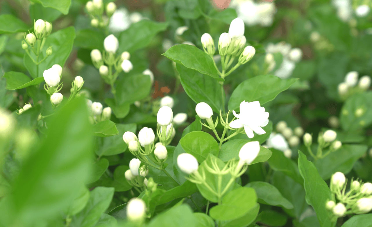 茉莉花图兰朵图片