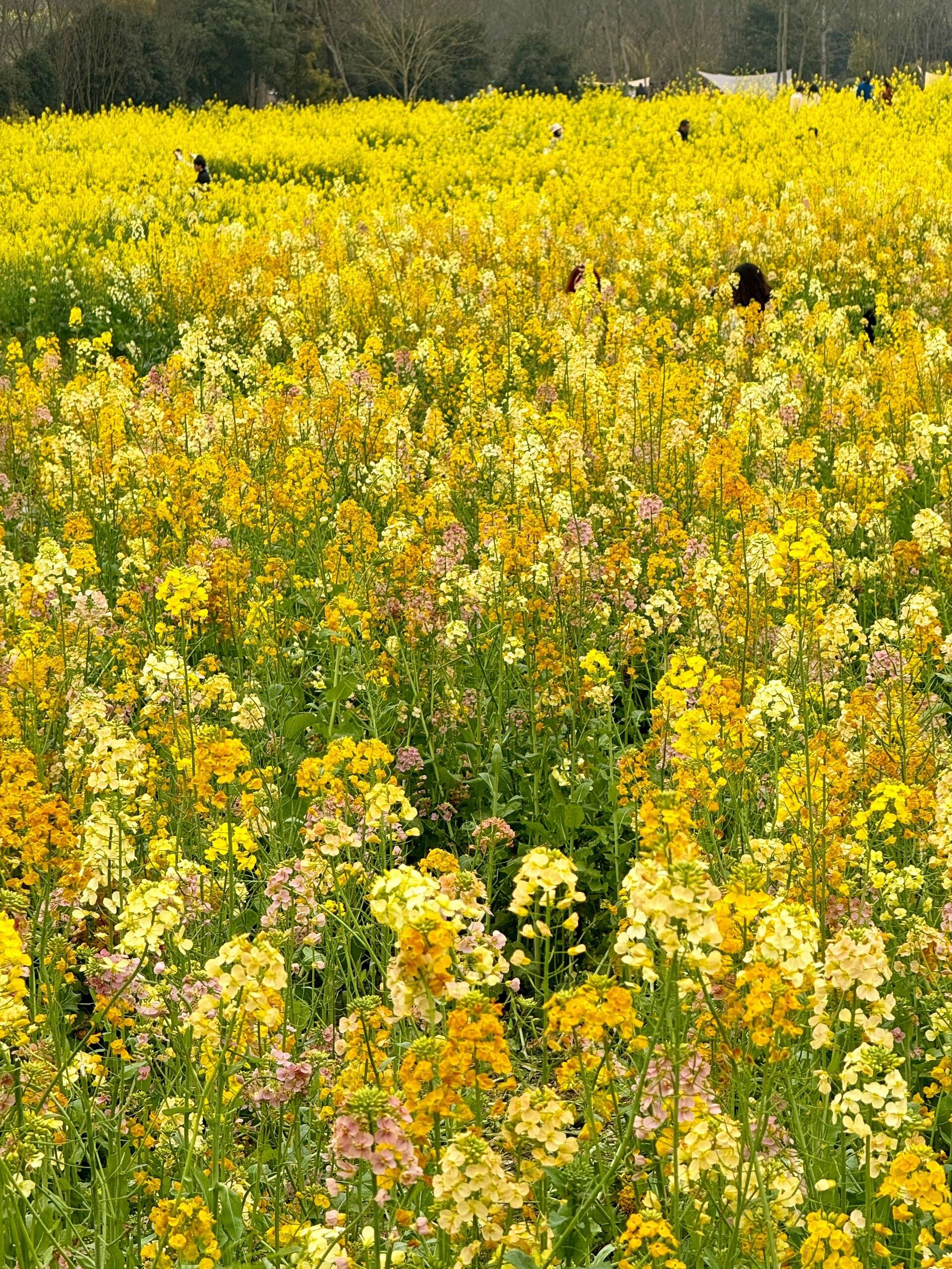 重庆油菜花基地图片