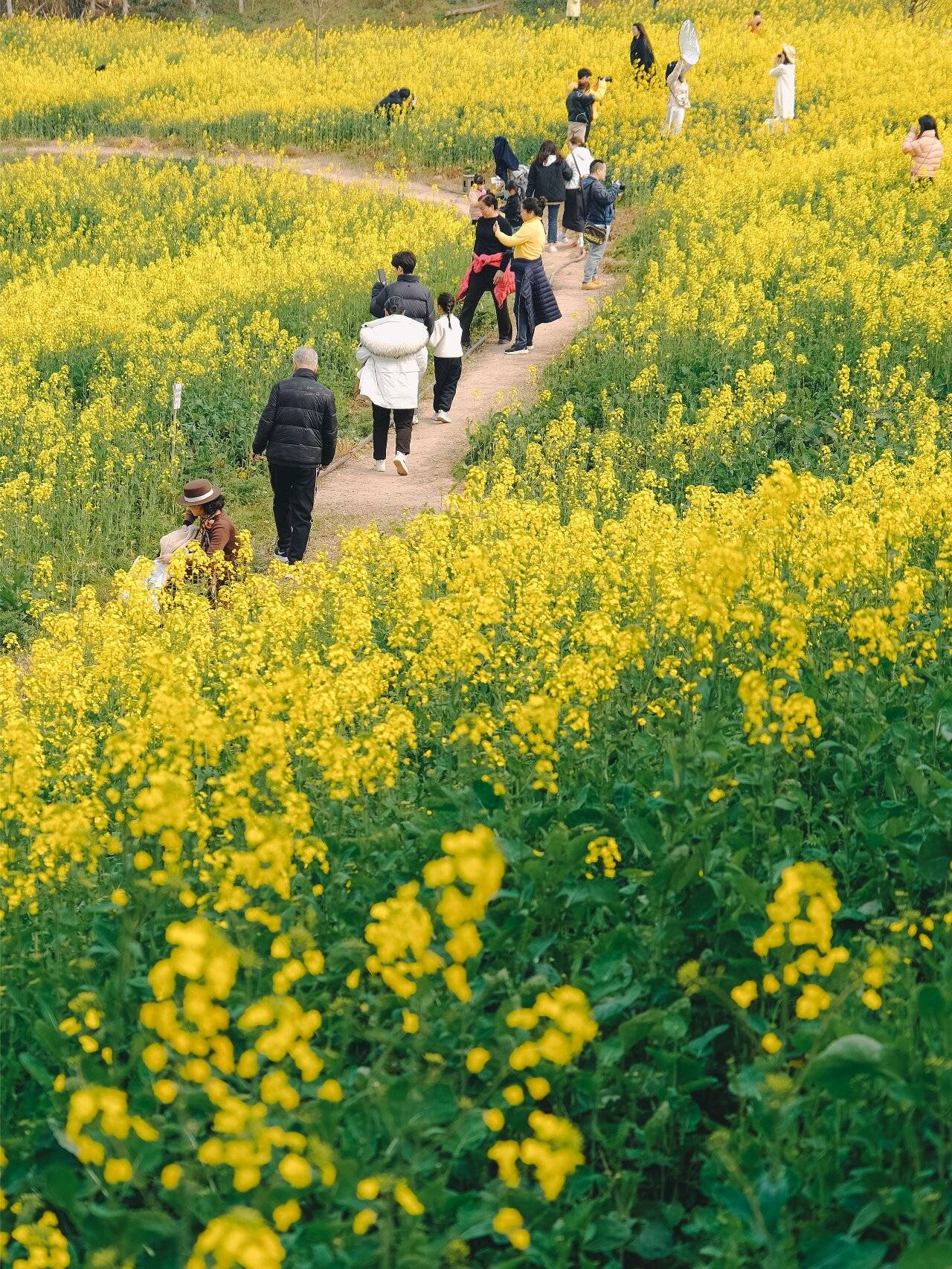 重庆主城最近的油菜花图片