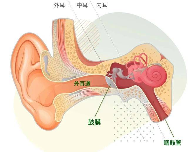 耳软骨在耳朵哪里图片图片