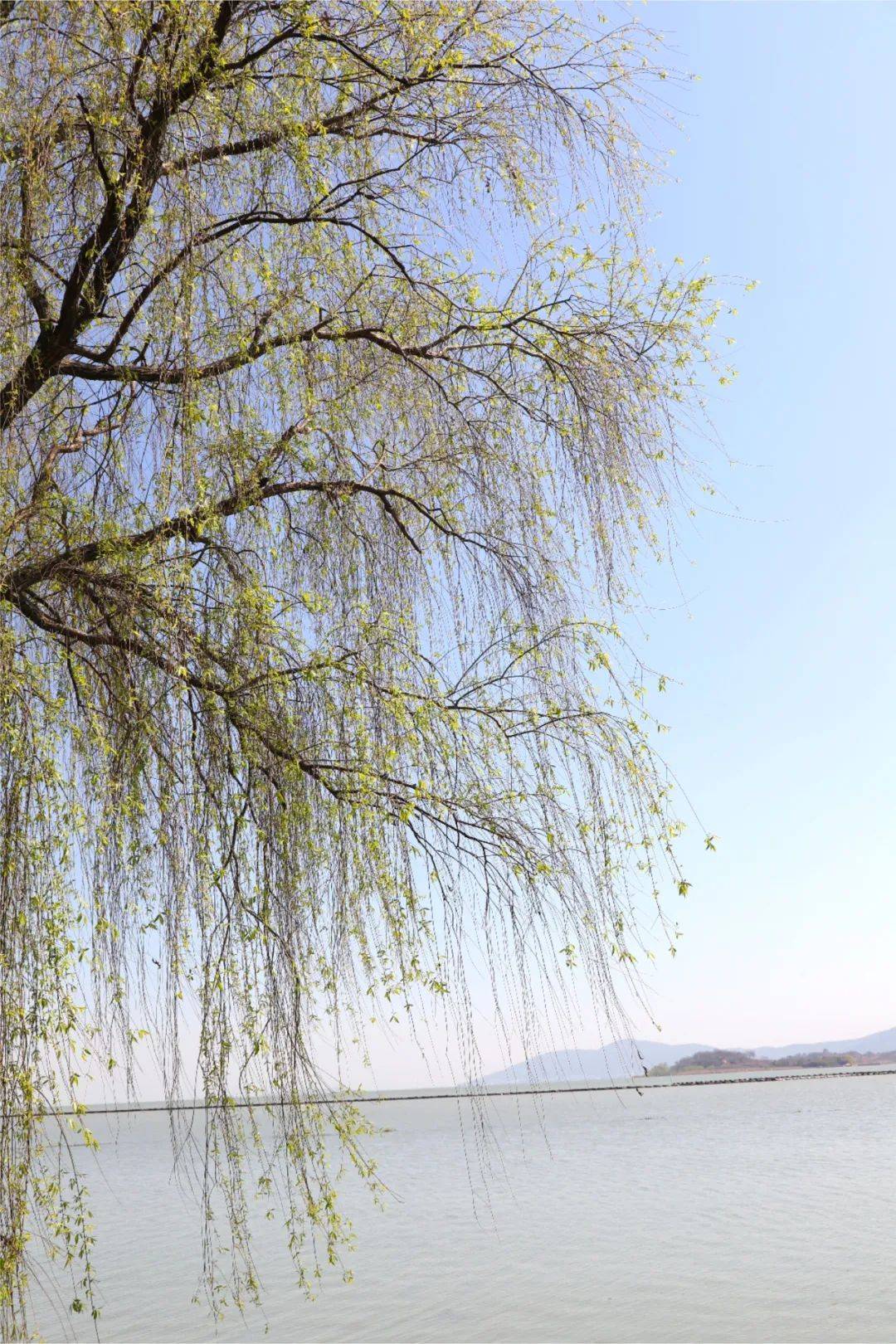 苏州太湖西山岛春天如古诗词般温柔缱绻一不小心惊艳整个江南