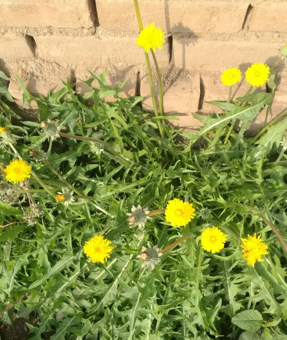 路边2种野草阳台也能种摘1片叶子开水一泡清热下火