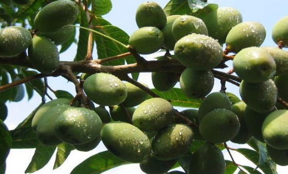 其实大家可能对于橄榄生吃并不是特别的了解,但是如果我们说到橄榄油