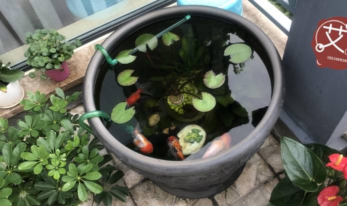 原创现在养观赏鱼能真正做到古法养鱼吗不能因为有这些差别