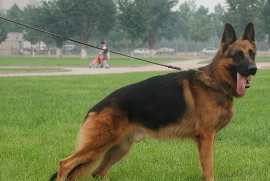 狗狗智商排行榜边牧不好意思我也不知道自己这么聪明