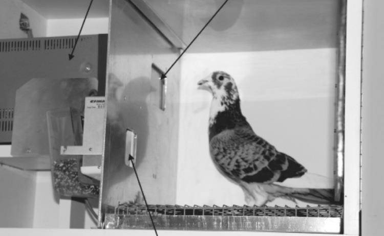 他把一群鸽子关在一个笼子里,然后用一个机关喂食物,刚开始的时候