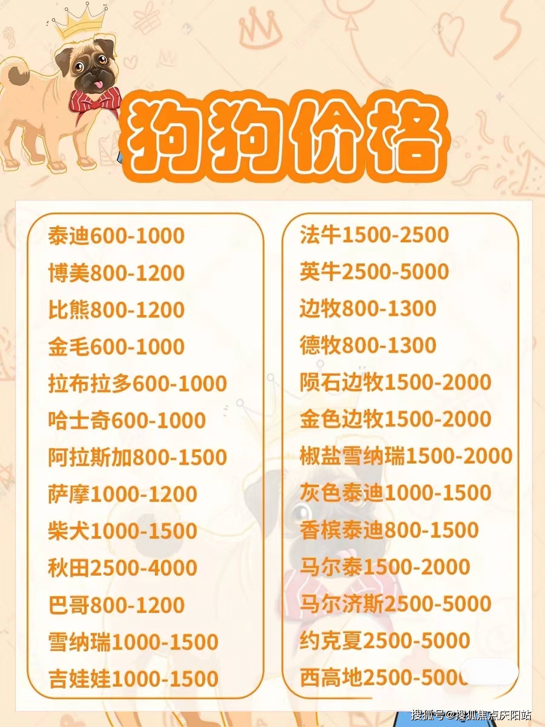 广州买银渐层猫咪这里安全可靠可实体店挑选宠物!