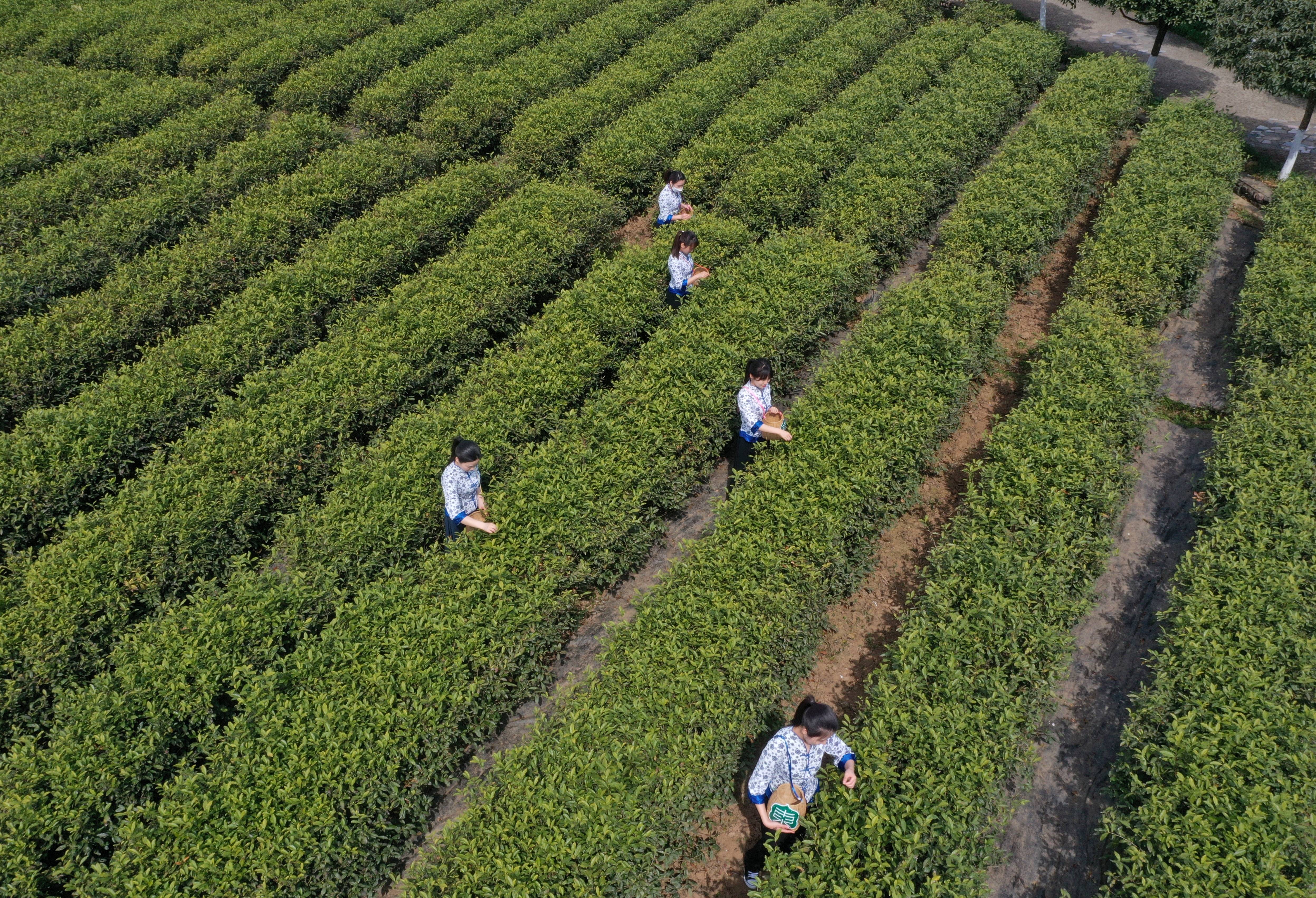 早春的第一口鲜来了2024陕西汉中仙毫开采上市