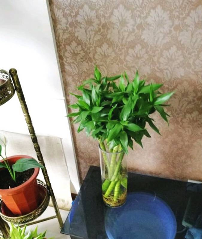 修剪后还要记得给富贵竹补充肥水,给它浇点1000倍的植物通用型营养液
