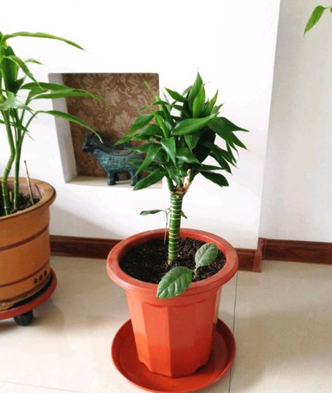 原创富贵竹也爱吃醋多吃好像长得更好了