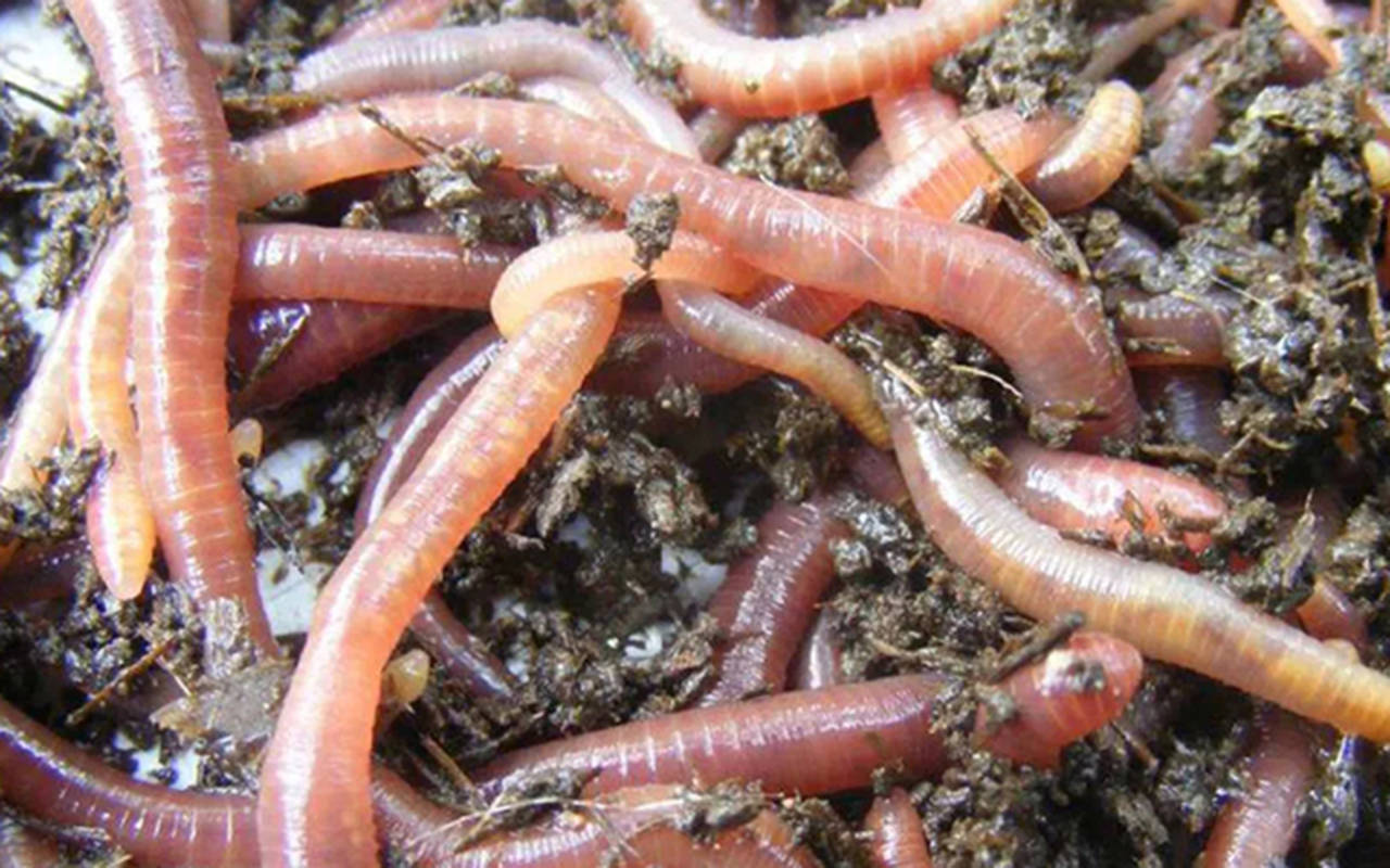 原创绝户式捕蚯蚓一斤卖上百元养活了地龙仪产业链咋回事