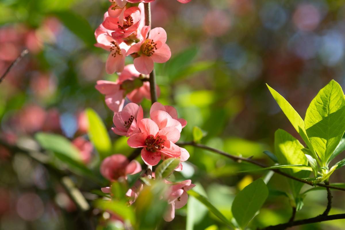 花漾春日来斯洛文尼亚邂逅浪漫花景