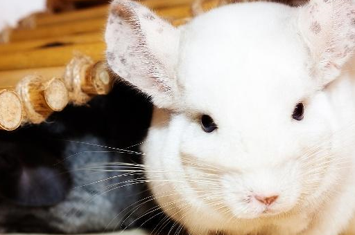 原创萌翻大众的龙猫到底是什么动物和把它作为宠物该怎样饲养呢