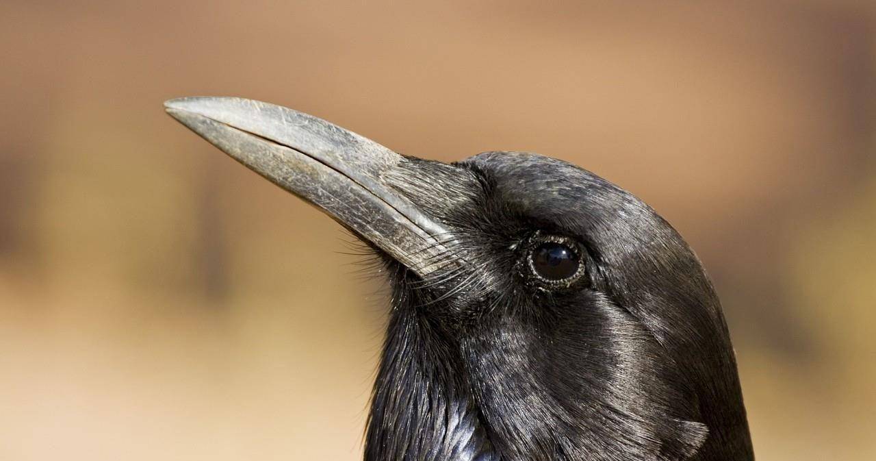 世界上真的有命中宿敌吗_乌鸦_气枪_活动