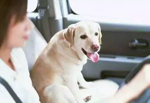 最近,内蒙古有一个司机在开车过程中将自己的爱犬-灵缇放在副驾驶座上