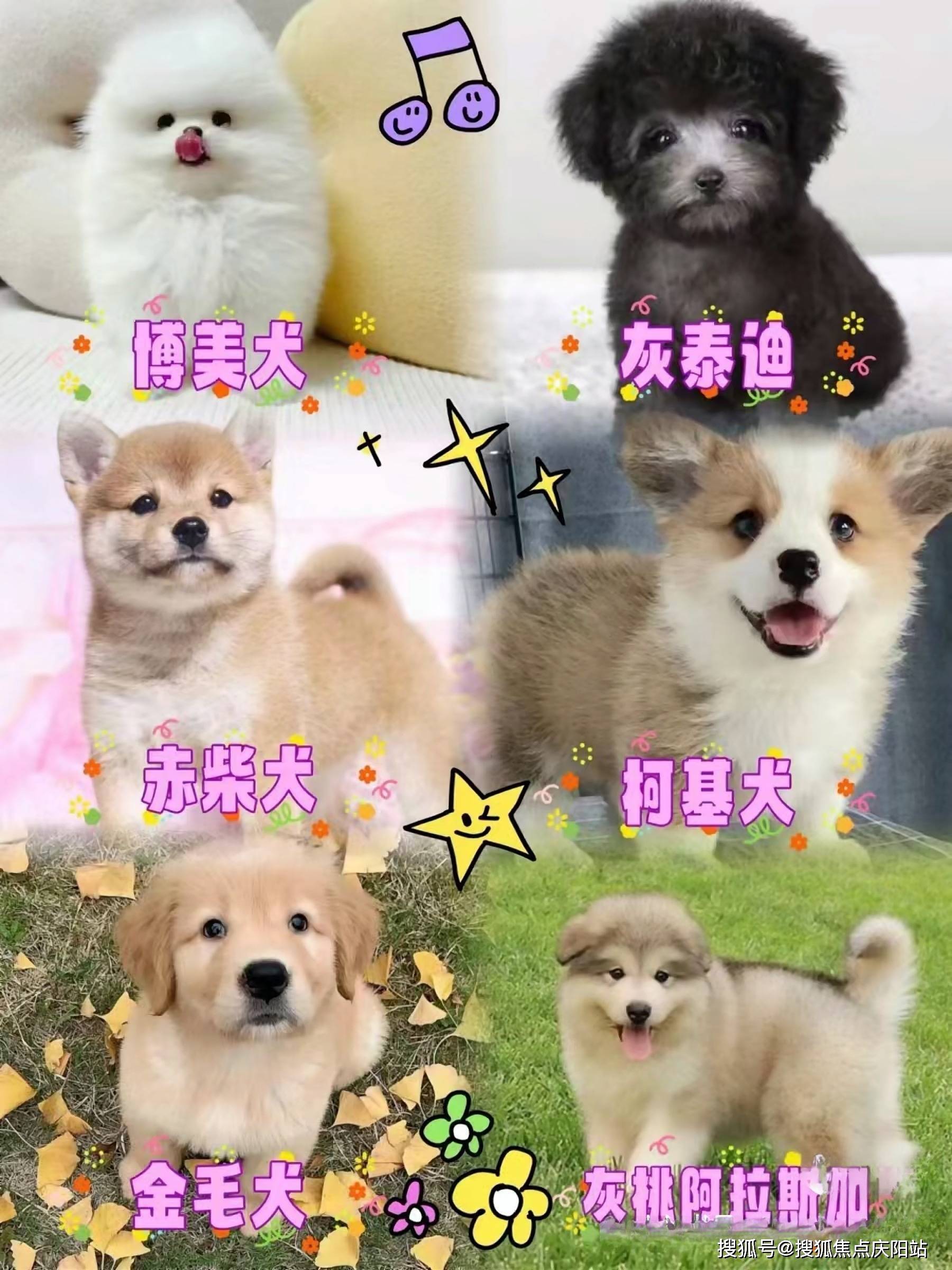 宠物狗品种=宠物狗品种小型犬大全