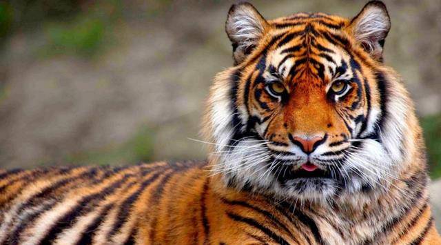 湖南人民打虎记:用机枪扫射后,"百虎围村"三天三夜_老虎_动物_村里