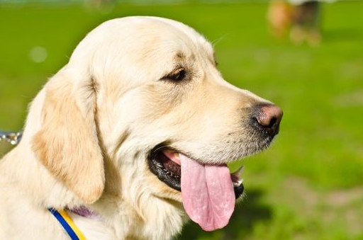 原创养狗需谨慎温顺懂事的拉布拉多也有缺点这几个缺点宠主要知道