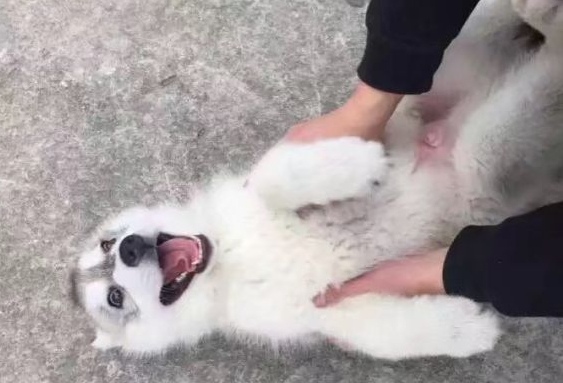 哈士奇到底有多可爱,网友:看起来像是一位王者,尤其是眼神_都会_表情