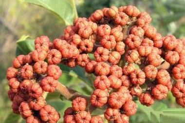 有散寒止痛,疏肝下气,助阳止泻,降血压的功效,吴茱萸与黄连同用是中医