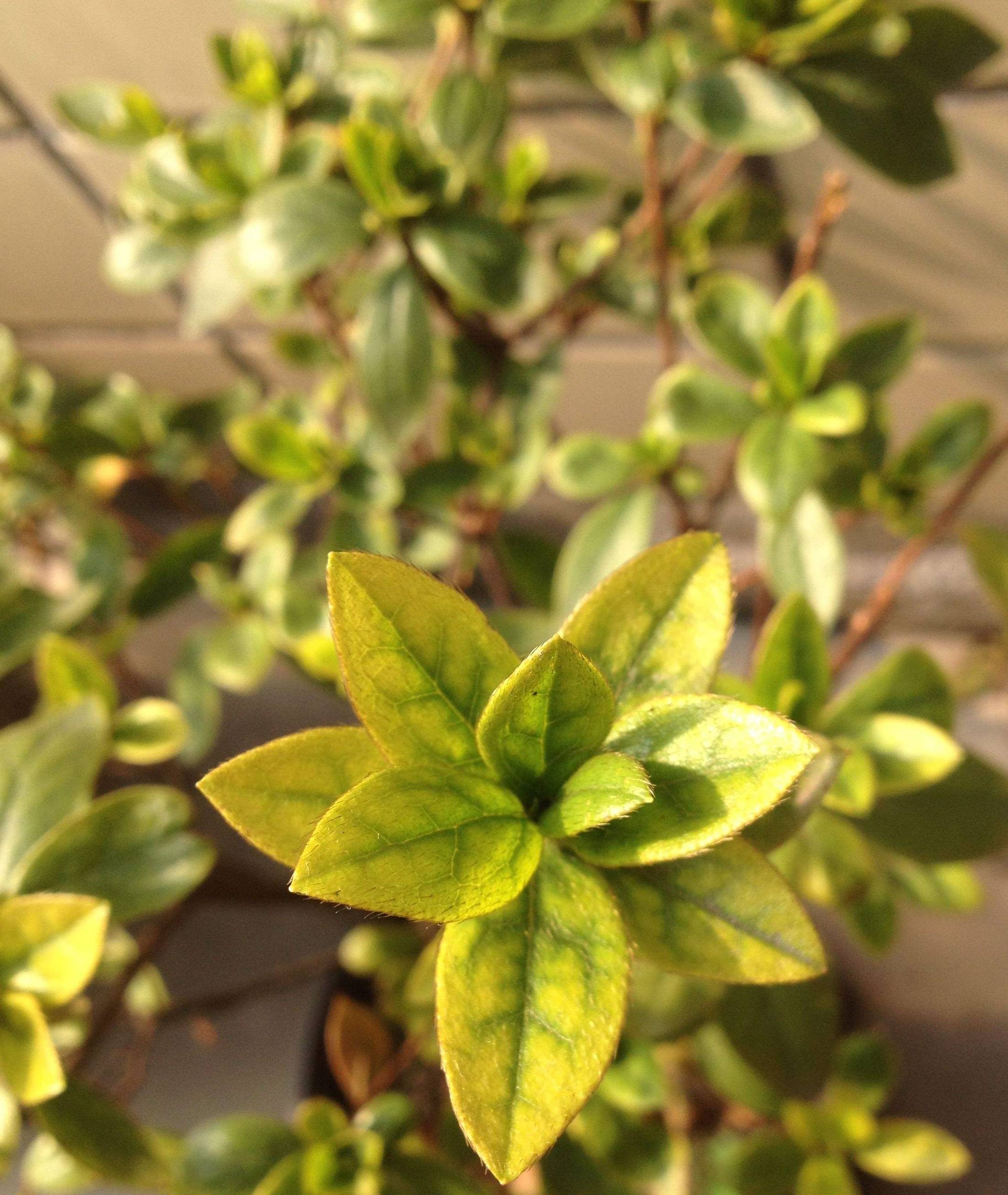 原创杜鹃花叶子发黄别急着浇硫酸亚铁对症下药才能治疗黄叶