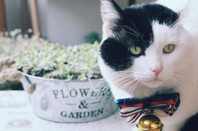 网友:想偷_猫咪_小奶_大神