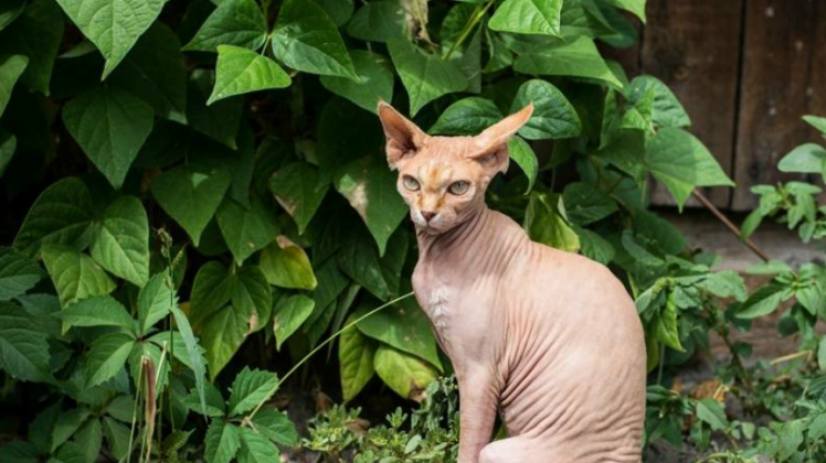 长相奇特还很贵的猫咪,一般人欣赏不了,第一种性格更像是汪星人