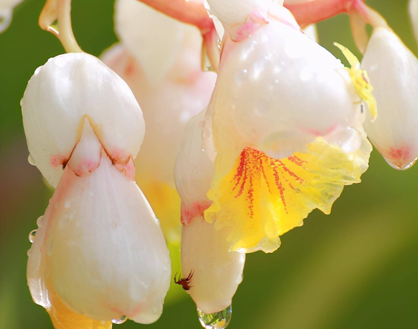 原创古代历史中为何要将13岁少女称为豆蔻年华豆蔻代表着什么