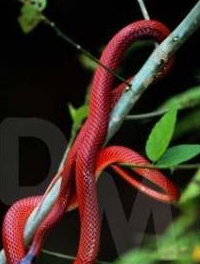 10.红鞭蛇红鞭蛇是游蛇科下的一个单形蛇属,属下只有红鞭蛇一个品种.