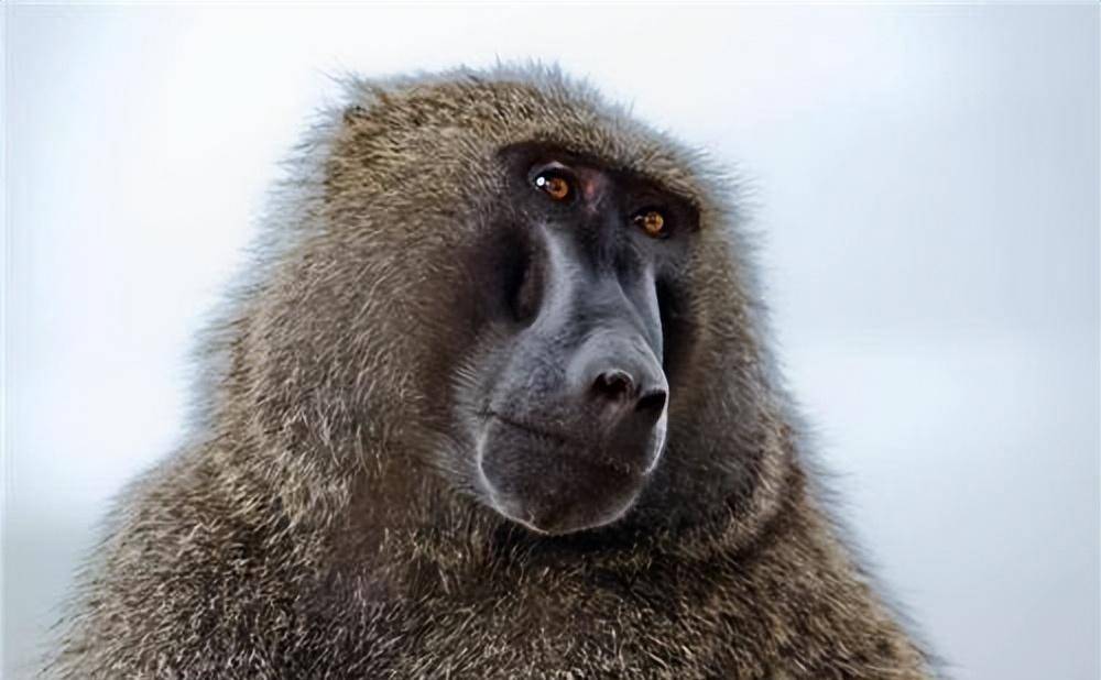 原创1984年美国母亲为救初生女儿冒险为其移植狒狒心脏最后怎样了