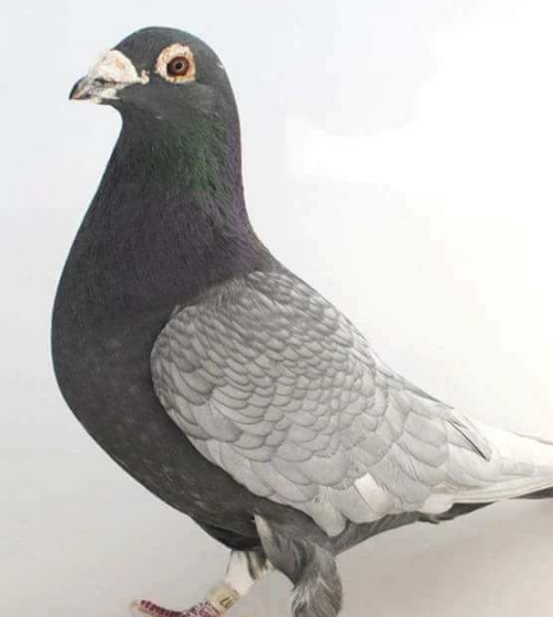 养鸽子不要去评判别人!_小弟_前辈_评断