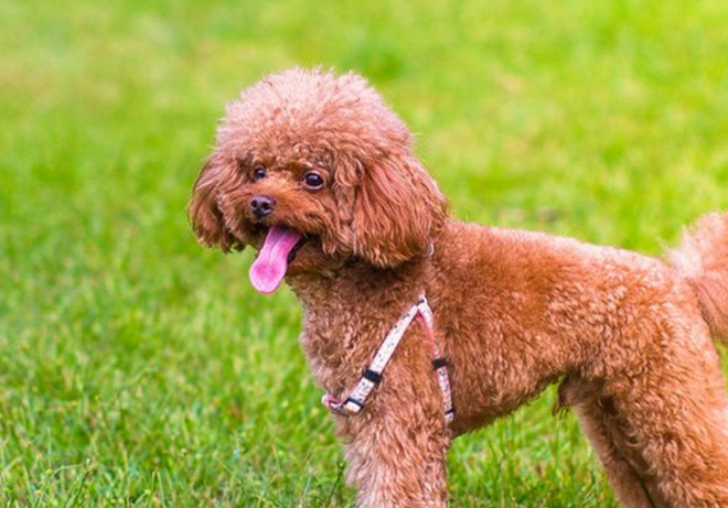 很多人喜欢宠物这几种宠物最适合学生党喂养了