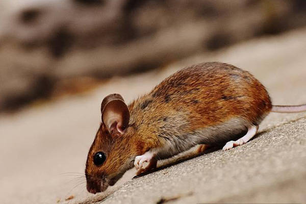 老鼠问题频发如何一劳永逸解决