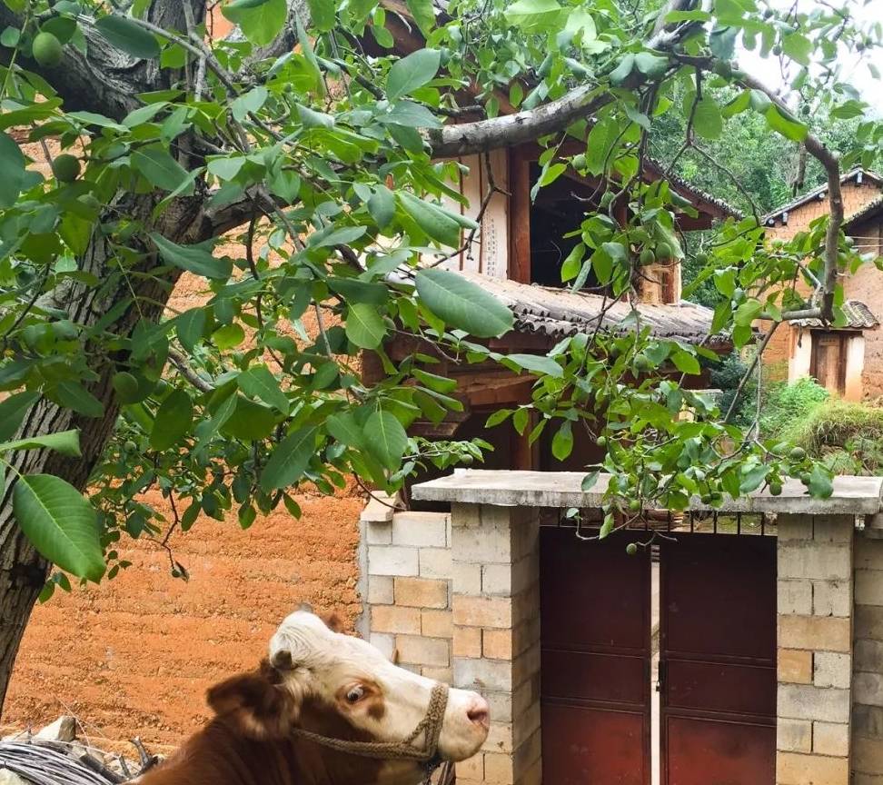 原创牛棚改别墅没有比这更赞的简直美极了