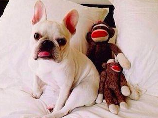 狗狗_时尚_邻居