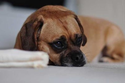 原创狗狗们怎样表达自己的情绪