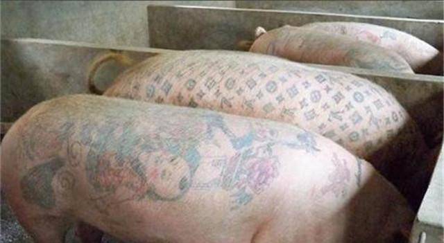 原创给活猪纹身一张猪皮卖70多万被香奈儿买走做成2个限量款手袋