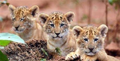 原创古代凶兽彪是什么动物狩猎老虎为食2005年后仅露脸了3次