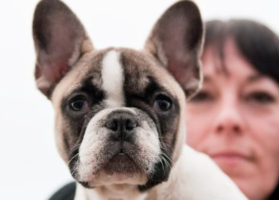 狗狗_时尚_邻居