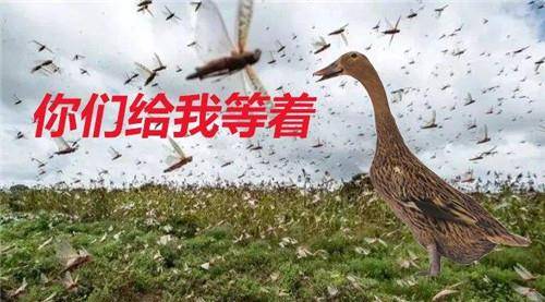 古代蝗灾频发为何我国现在却很难见了蝗虫被吃成珍稀物种了