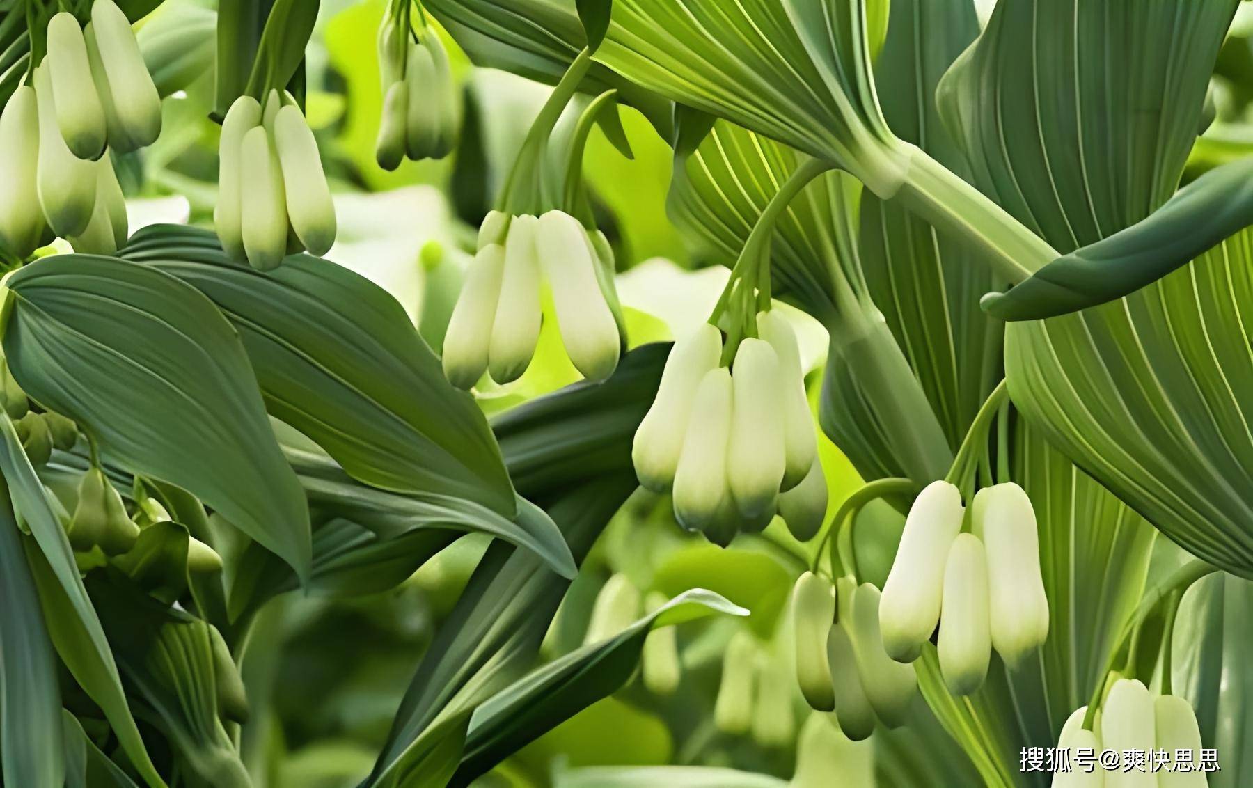 玉竹种盆栽原来如此简单带你玩转玉竹种植的艺术